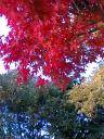 colored_leaves.JPG
