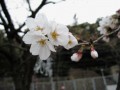 桜＠須磨浦公園