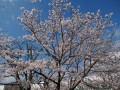 桜満開-2